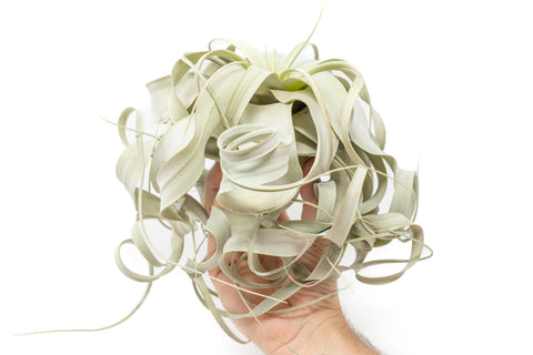 Special Curly Tillandsia Xerographica - Limited Quantities / 6-8 Inches Wide, additional product view 2