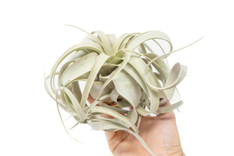 Medium Tillandsia Xerographica Air Plant