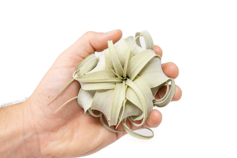 Tillandsia Xerographica Seedling - 2-4 Inches Wide - Help Support Sustainable Farming, additional product view 2