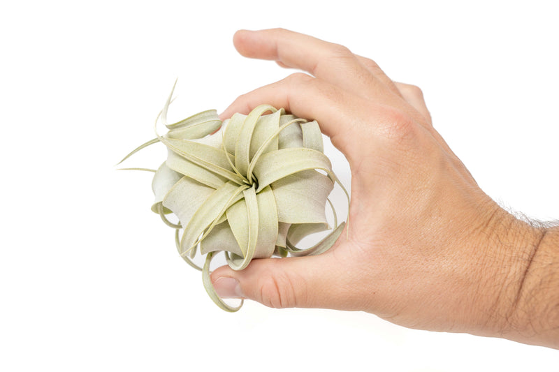Load image into Gallery viewer, Tillandsia Xerographica Air Plants - Multiple Sizes
