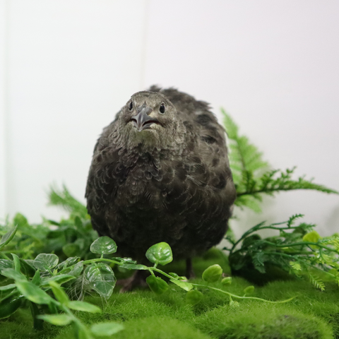 All black quail hatching eggs, Buddy's Hatchery