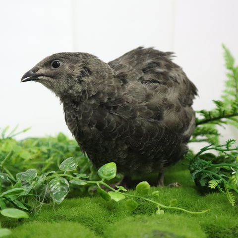 Black quail hatching eggs