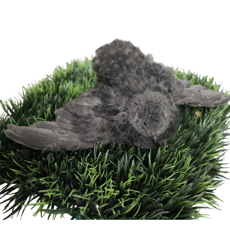 Load image into Gallery viewer, Black Quail Hatching Eggs - Pure Breed, Ideal for Aviary Hobbyists &amp; Breeders
