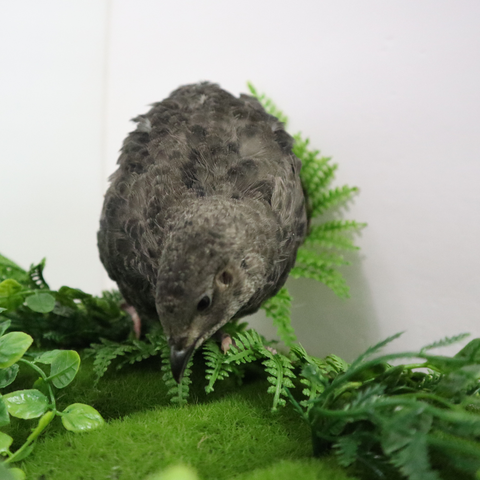 All Black Quail Hatching Eggs - Pure Breed, Ideal for Aviary Hobbyists & Breeders, additional product view 2