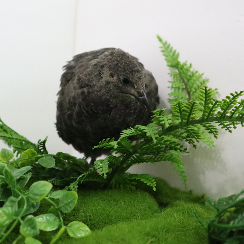 Load image into Gallery viewer, All Black Quail Hatching Eggs - Pure Breed, Ideal for Aviary Hobbyists &amp; Breeders
