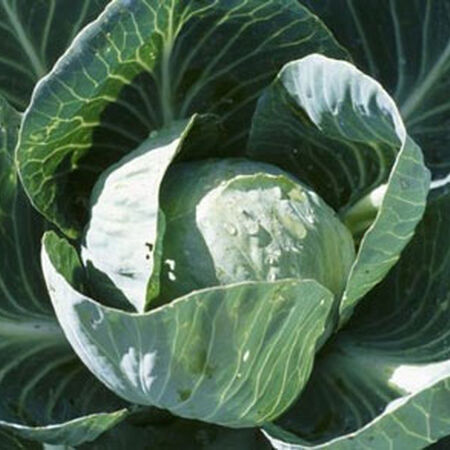 Organic All Season Cabbage seeds package, GrowTime Garden Supply