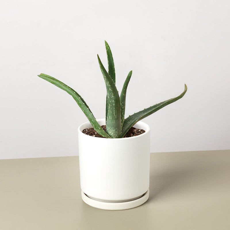 Load image into Gallery viewer, Aloe Vera
