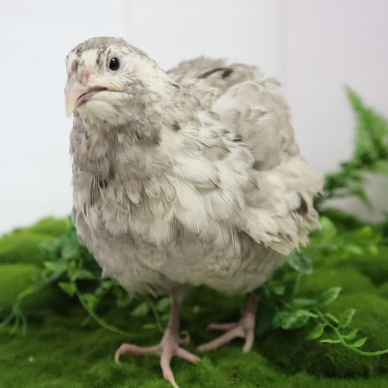 Load image into Gallery viewer, Andalusian coturnix fertile quail eggs
