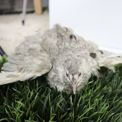 Quail hatching eggs, detail view