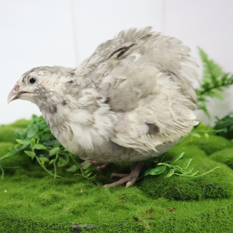 Load image into Gallery viewer, Andalusian coturnix fertile quail eggs
