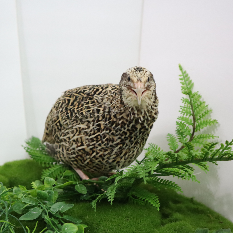 Load image into Gallery viewer, Fertile Quail Eggs – Choose Your Variety
