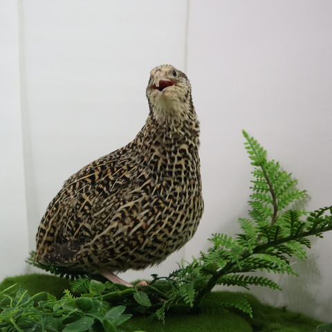 Autumn Sparkly quail hatching eggs