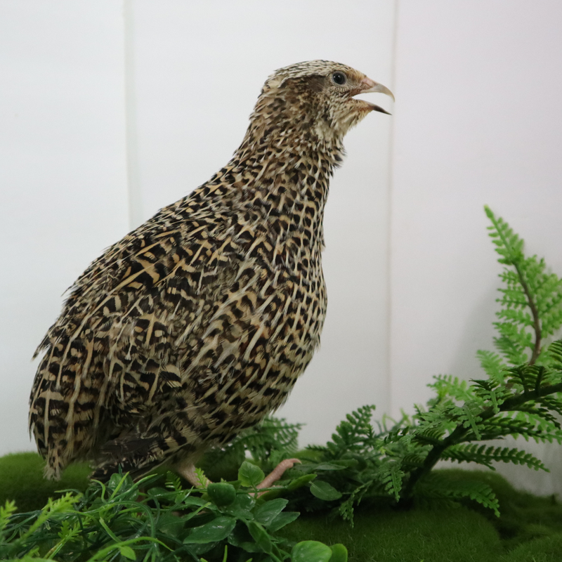 Load image into Gallery viewer, Autumn Sparkly Quail Hatching Eggs
