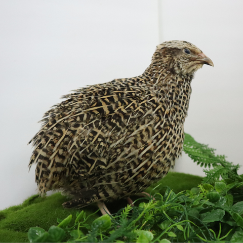 Quail hatching eggs, detail view
