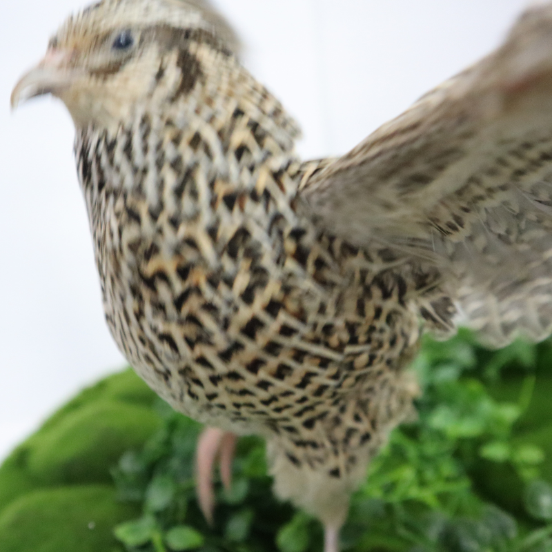 Load image into Gallery viewer, Autumn Sparkly Quail Hatching Eggs
