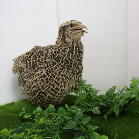 Autumn Sparkly quail hatching eggs, Buddy's Hatchery