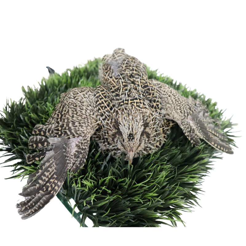 Load image into Gallery viewer, Autumn Sparkly Quail Hatching Eggs
