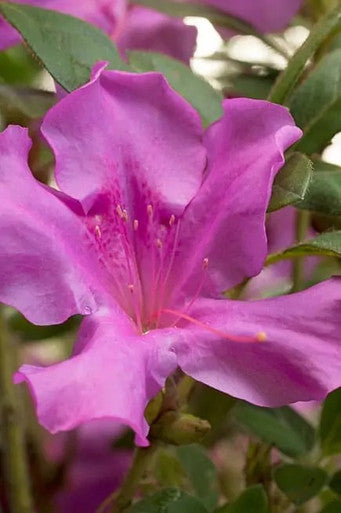 Autumn Royalty Encore azalea