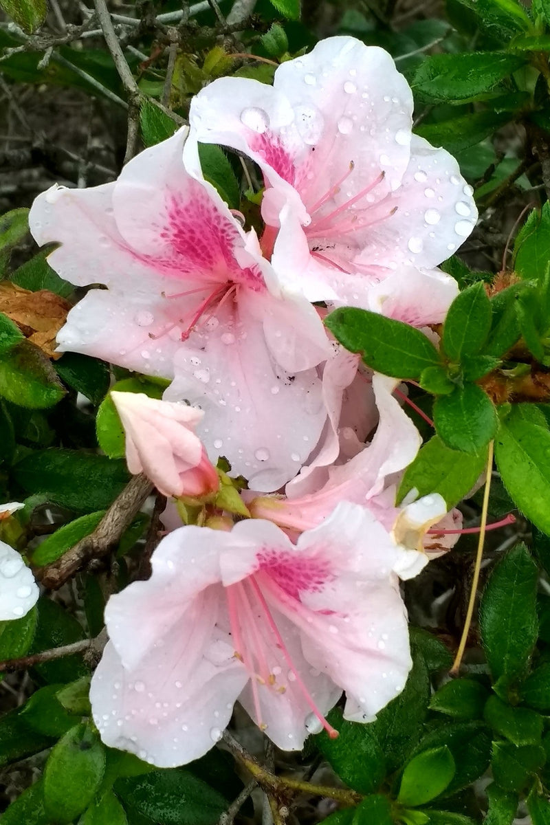 Load image into Gallery viewer, Autumn Chiffon™ Encore Azalea
