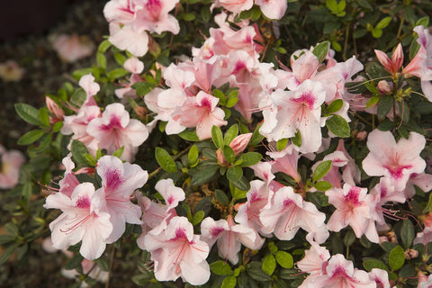 Autumn Chiffon Encore azalea