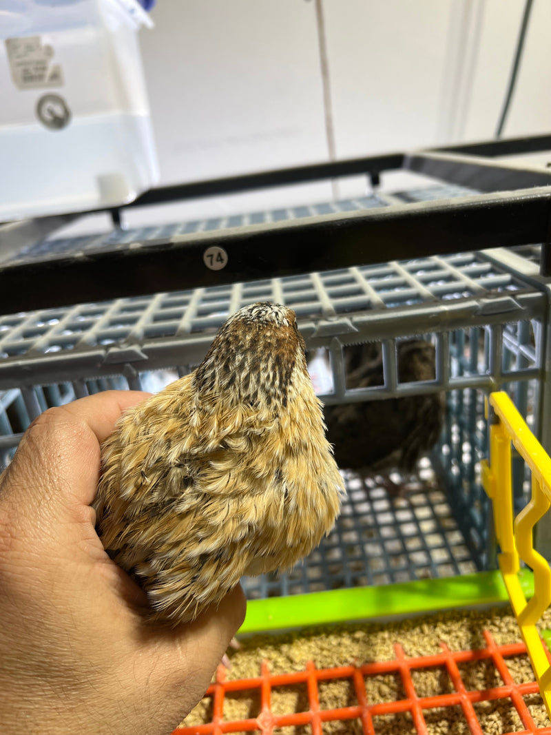 Load image into Gallery viewer, Jumbo Italian Quail Hatching Eggs
