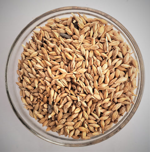 Barley Seed OG — The Soil Makers cover crop seed.