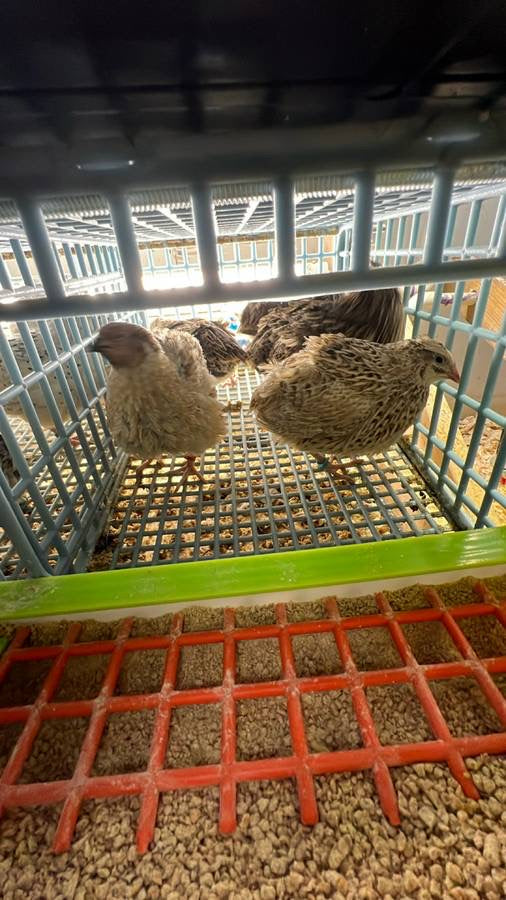 Load image into Gallery viewer, Jumbo Italian Quail Hatching Eggs
