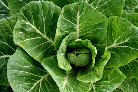 Heirloom Organic Yellow Cabbage Collard seeds package, GrowTime Garden Supply