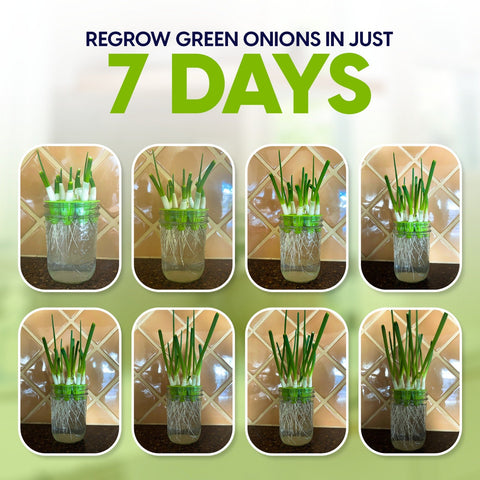 Easiest Green Onion Regrower. Includes Ergonically Designed Lid & Instructions for Beginners., additional product view 2