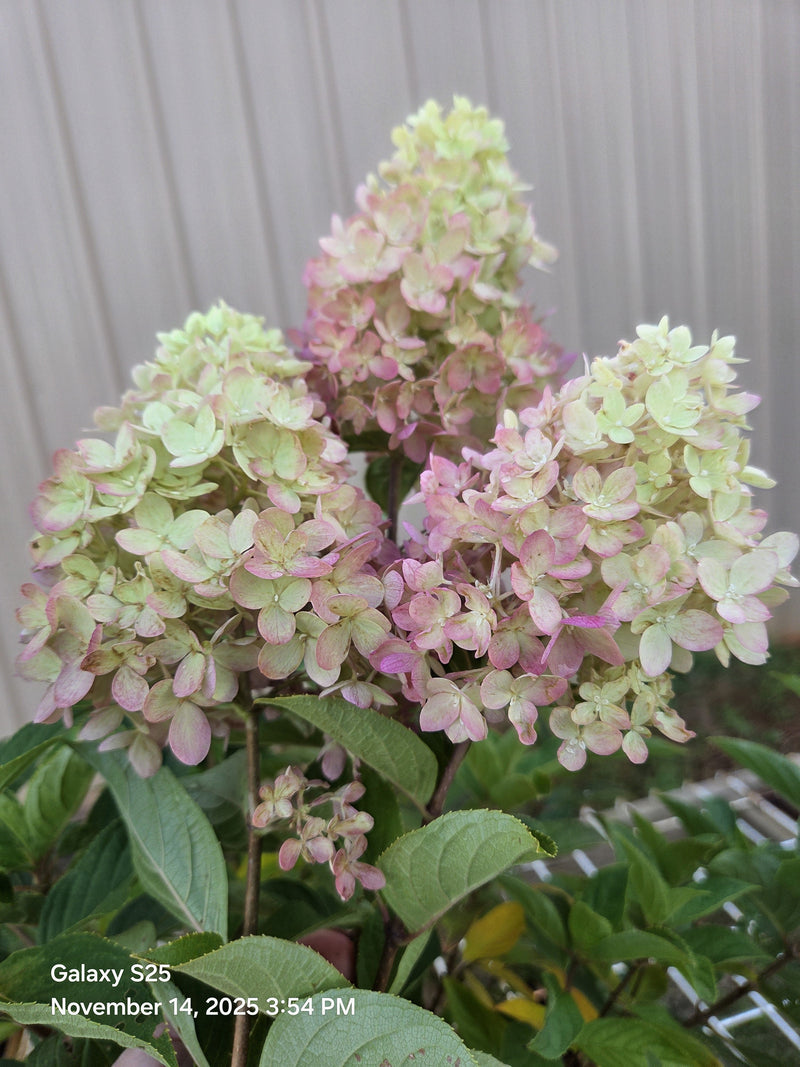Load image into Gallery viewer, Dragon Baby Hardy Hydrangea ™  | Compact Panicle Hydrangea
