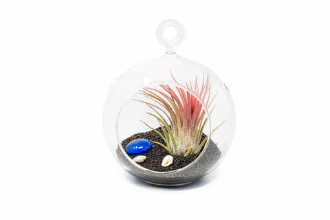 Beach terrarium globe with black sand and Tillandsia Ionantha