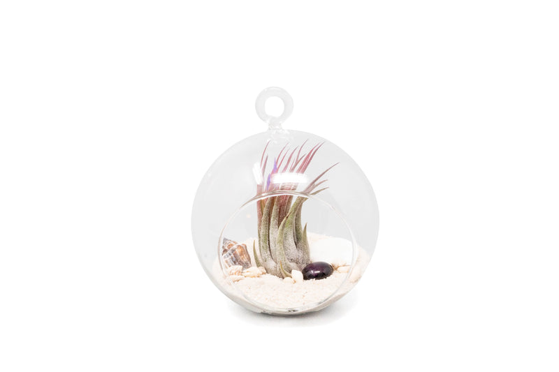 Load image into Gallery viewer, Set of 3 Beachy Globe Terrariums with White Sand
