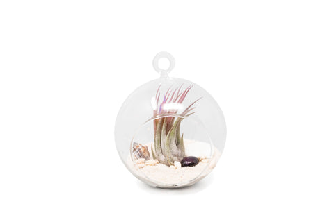 Set of 3 Beachy Globe Terrariums with White Sand, additional product view 2