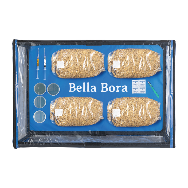 Load image into Gallery viewer, Bella Bora Still Air Box
