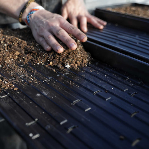 1020 Microgreen Trays | Extra Strength Shallow 1020 Trays, shown in use