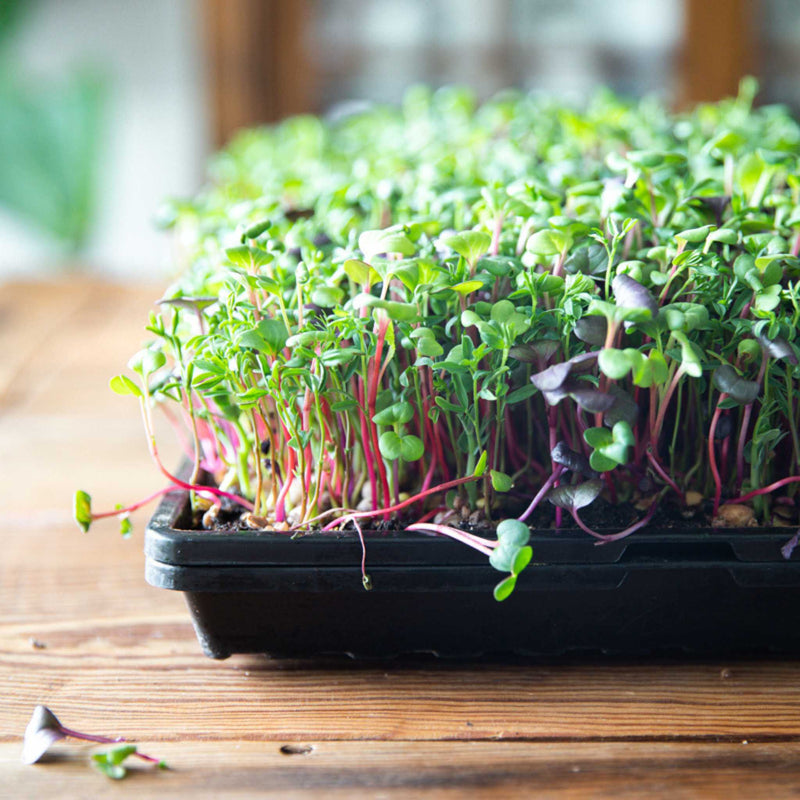 Load image into Gallery viewer, 1020 Microgreen Trays | Extra Strength Shallow 1020 Trays
