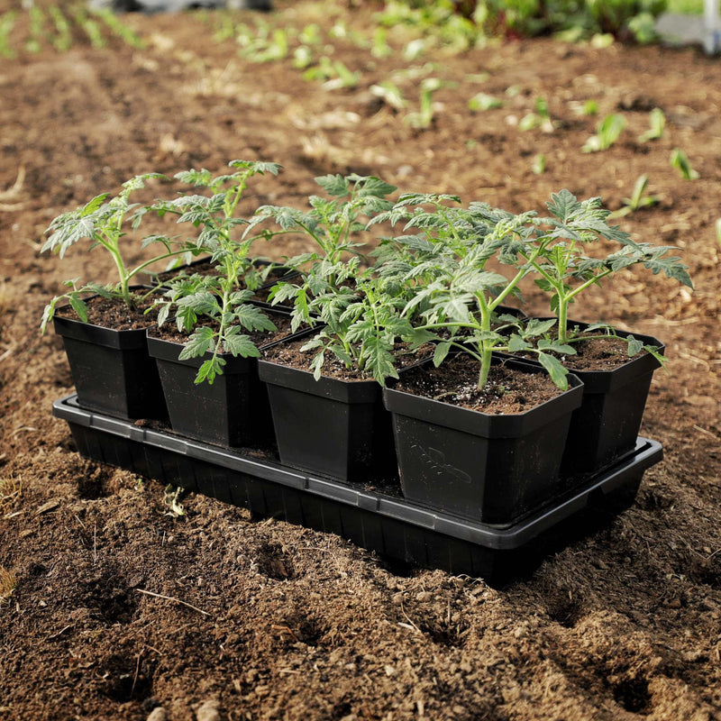 Load image into Gallery viewer, 5" Nursery Pots with Insert Tray

