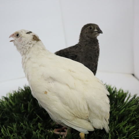Quail hatching eggs, detail view
