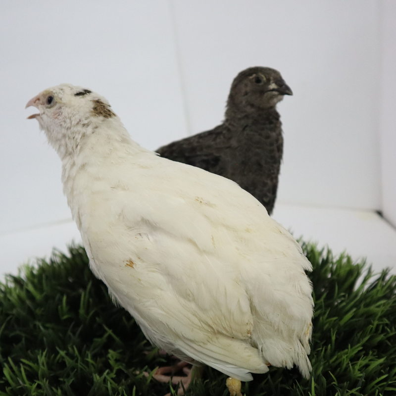 Load image into Gallery viewer, Black and White Edition Quail hatching eggs
