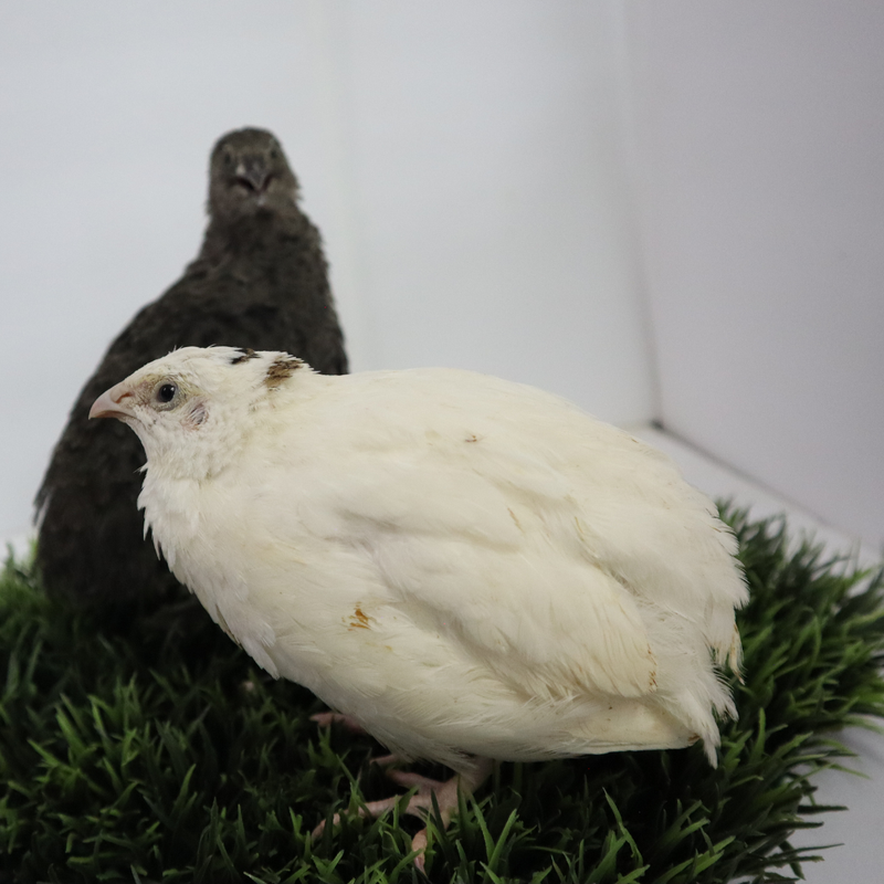 Load image into Gallery viewer, Fertile Hatching Mixed Jumbo Pharaoh Coturnix,Jumbo Italian, White,Brown Quail Hatching Eggs- Coturnix Quail Eggs for Sustainable Farming Hens Choice
