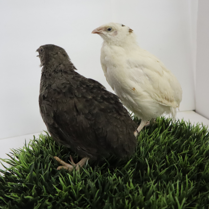 Load image into Gallery viewer, Black and White Edition Quail hatching eggs
