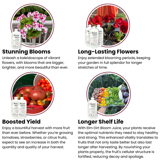 Bloom Juice Award-Winning Formula