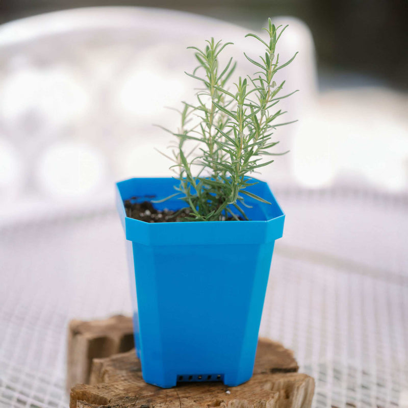 Load image into Gallery viewer, 5" Nursery Pots with Insert Tray
