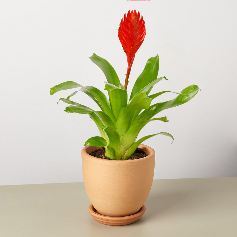 Load image into Gallery viewer, Bromeliad 'Christiane'
