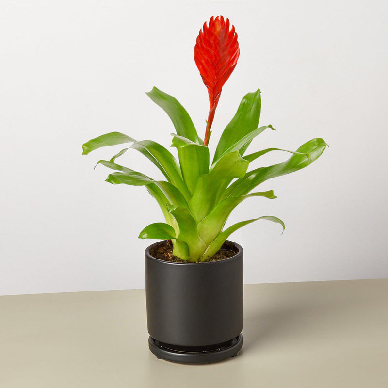 Load image into Gallery viewer, Bromeliad 'Christiane'
