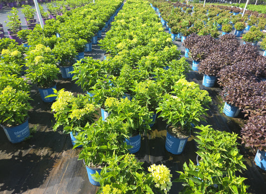 Bubble Bath™ Hardy Hydrangea | Hydrangea paniculata 'Bokomabou' USPPAF, CPBRAF