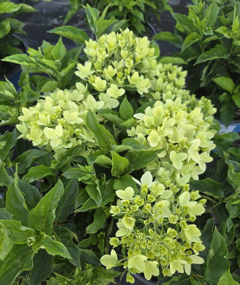 Load image into Gallery viewer, Bubble Bath™ Hardy Hydrangea | Hydrangea paniculata 'Bokomabou' USPPAF, CPBRAF
