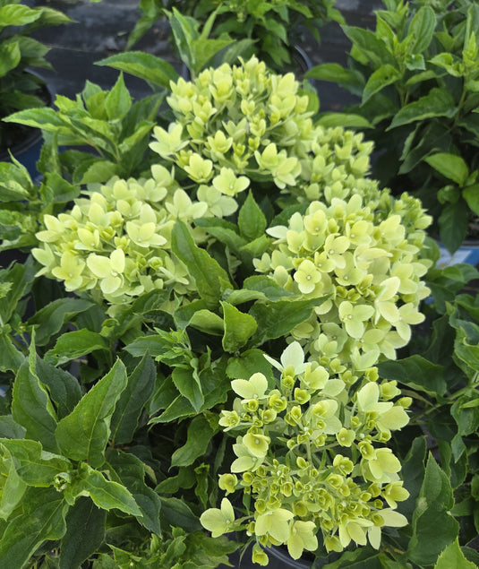 Bubble Bath™ Hardy Hydrangea | Hydrangea paniculata 'Bokomabou' USPPAF, CPBRAF