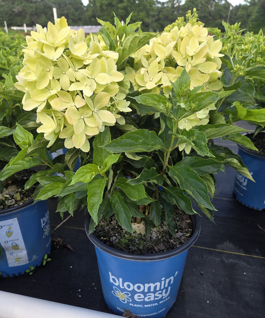 Bubble Bath™ Hardy Hydrangea | Hydrangea paniculata 'Bokomabou' USPPAF, CPBRAF