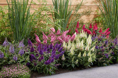 Butterfly Candy Series butterfly bush